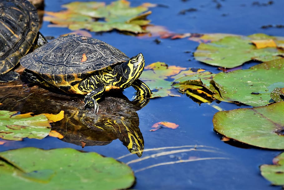 turtles, reptile, tortoise shell, animal, water turtle, water, pond, slowly, log, sunbathing
