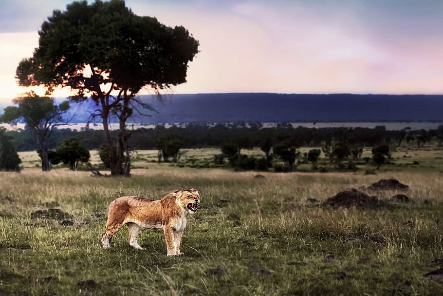 leão, safari, áfrica, selvagem, vida selvagem, nikon, mamífero, temas animais, planta, animal