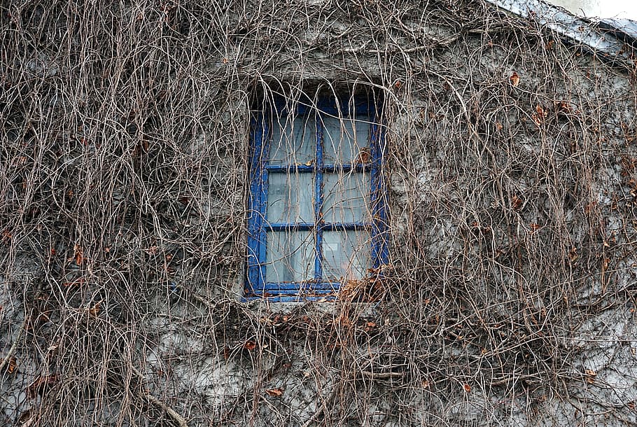 Window, Wall, Facade, Old House, house, ivy, climbing plants, blue, bare tree, abandoned