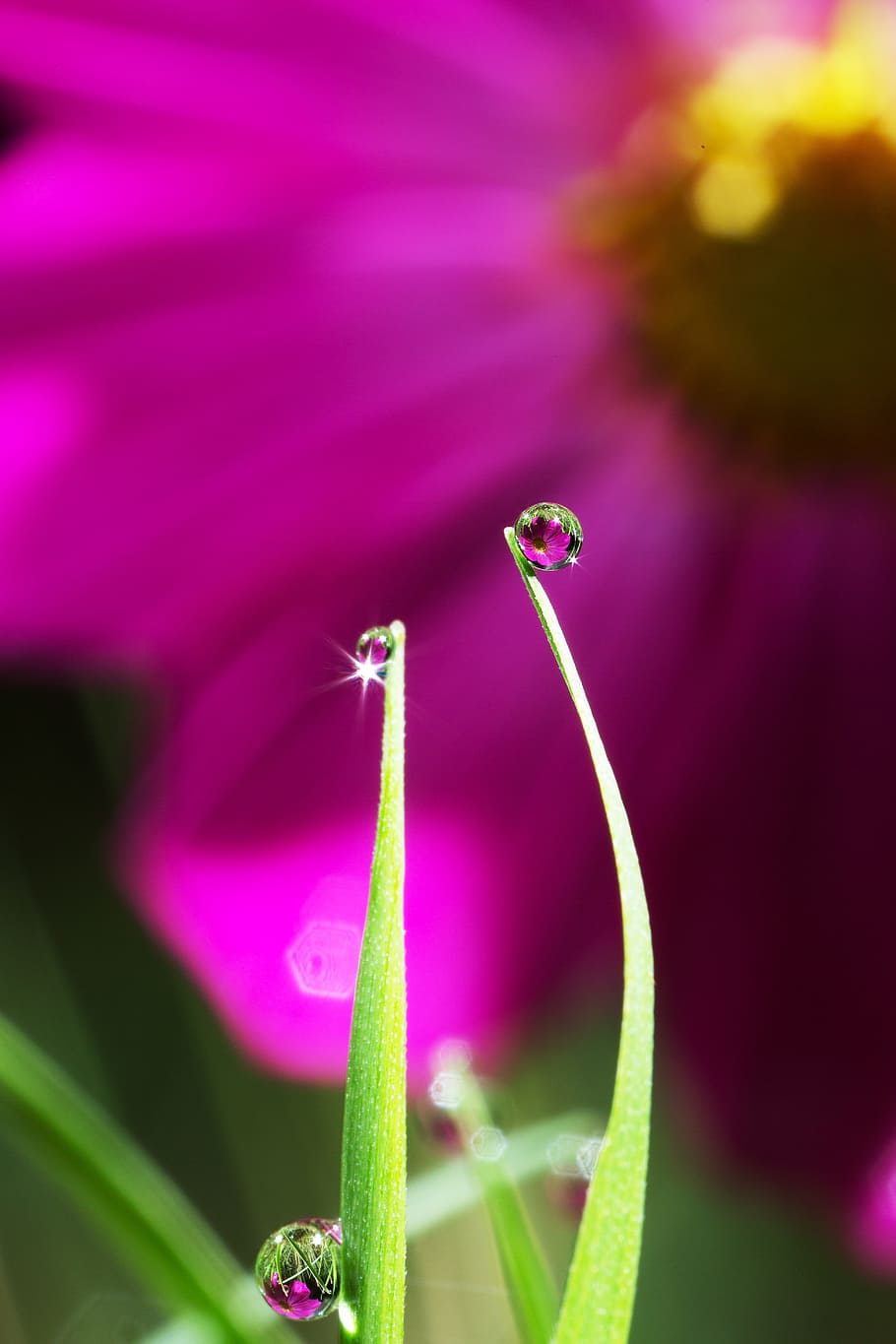 cosmos, dew, reflect, morning dew, flowers, autumn, trickle, pink, full mouth, beauty in nature