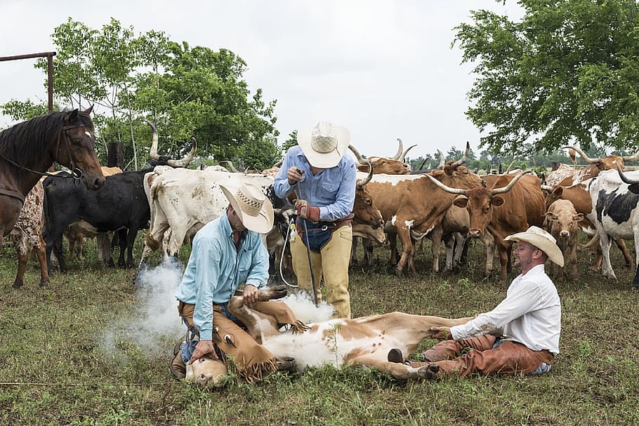 Cowboys, Branding, Heifer, Iron, Brand, fire, heat, icon, ranch, agriculture