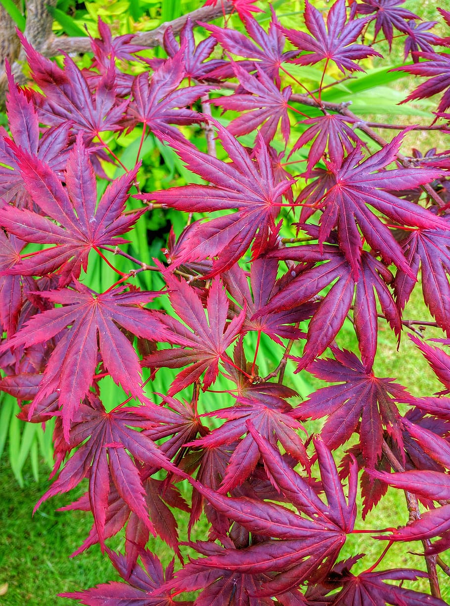 acer, tree, leaves, red, autumn, garden, nature, plant, england, leaf