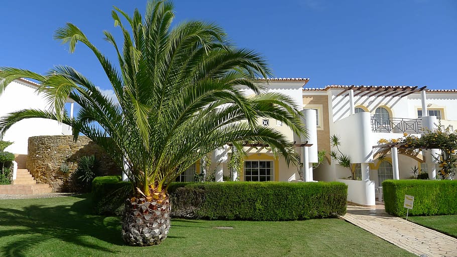 planta de palma, frente, branco, casa, palmeira, hotel, luxo, exterior do edifício, árvore, arquitetura