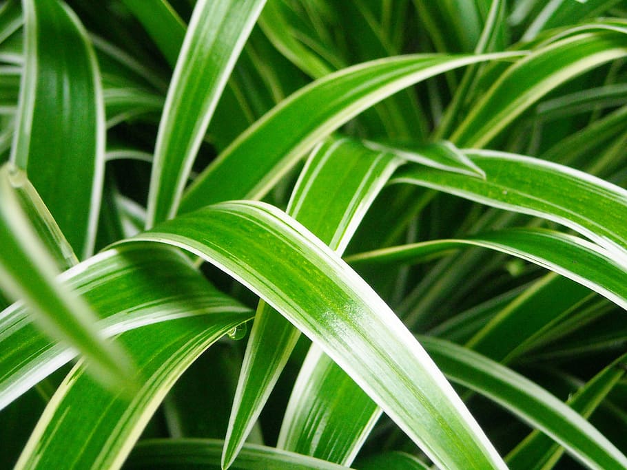 planta, ornamentais, folha, verde, branco, o comprimento da, parte da planta,  crescimento, cor verde, beleza na natureza | Pxfuel