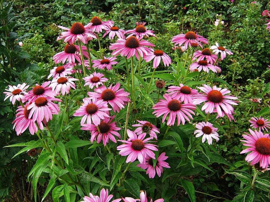 sun hat, echinacea, discounts, tiresome, flowers, bed, strong, purple, bright, garden