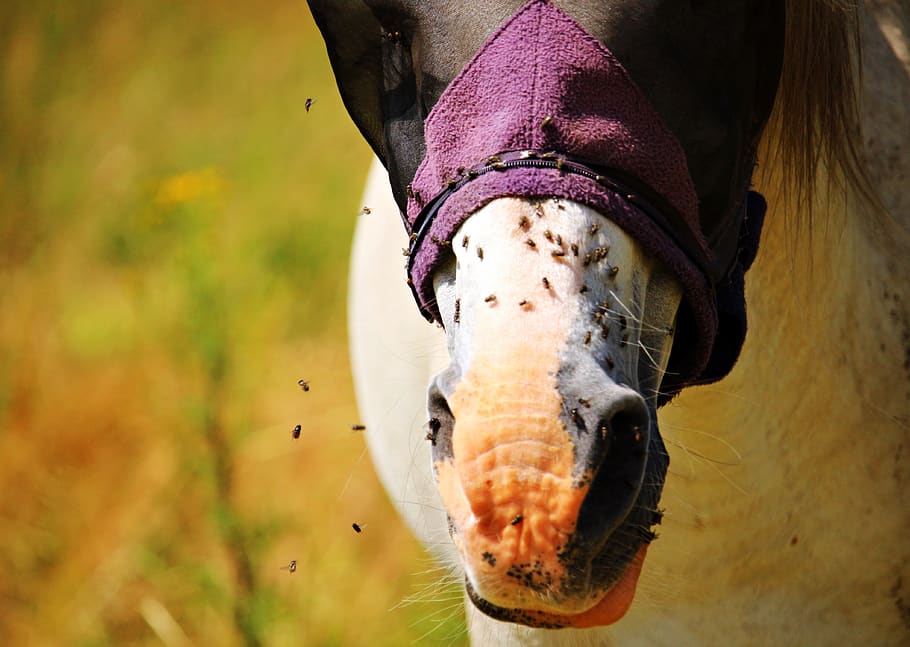 horse, nostrils, mold, flying, pasture, fly mask, horse head, thoroughbred arabian, stallion, horses mouth