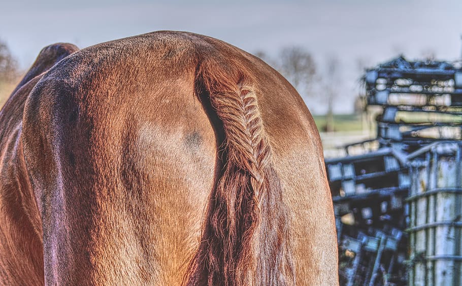 ponytail, woven, stallion, horse, animal, rump, mammal, animal themes, livestock, brown