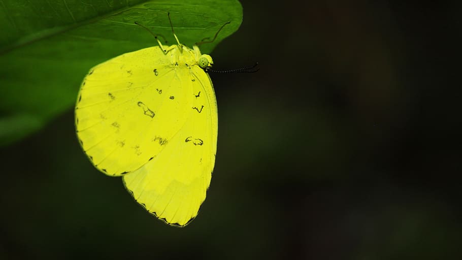 butterfly, yellow, leaf, bright, nature, insect, colorful, color, green, natural