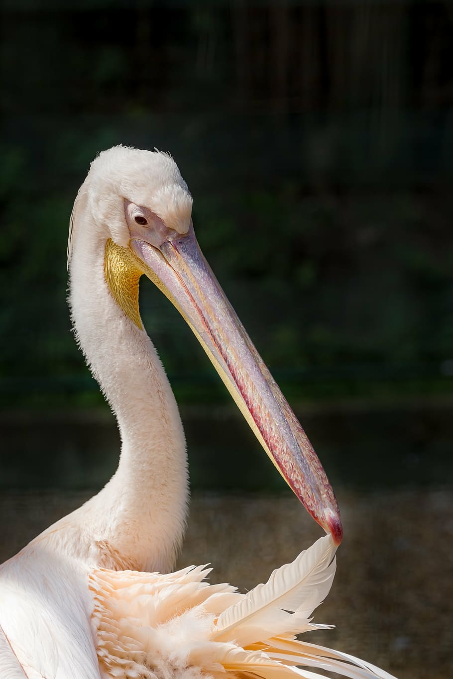 pelican, rosy pelican, great white pelican, pelecanus onocrotalus, bird, winged, feathered, animal, beak, fauna