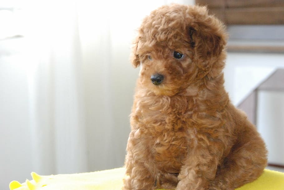 baby, happy, toys, brown, teddy bear, cute, dog, pets, animal, poodle