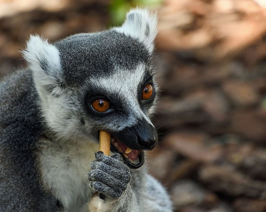 lemur, maki catta, look, portrait, eye, eyes, primate, one animal, animals in the wild, animal wildlife