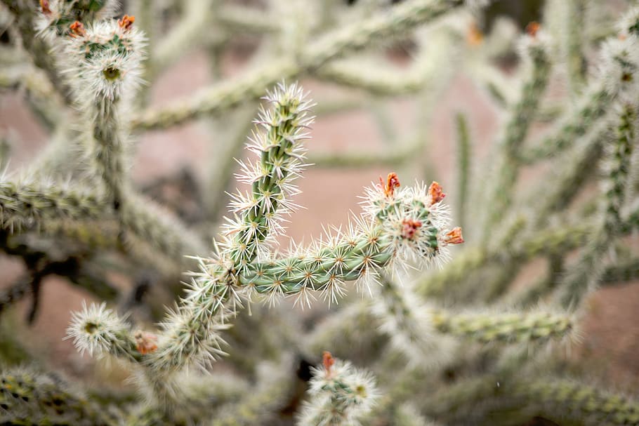 selective, focus photography, cactus, nature, plant, jumping, cholla, green, close-up, beauty in nature