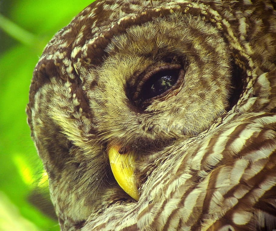 Closeup Fotografi Coklat Burung Hantu Burung Hantu Dilarang Burung Margasatwa Alam Potret Merapatkan Pxfuel