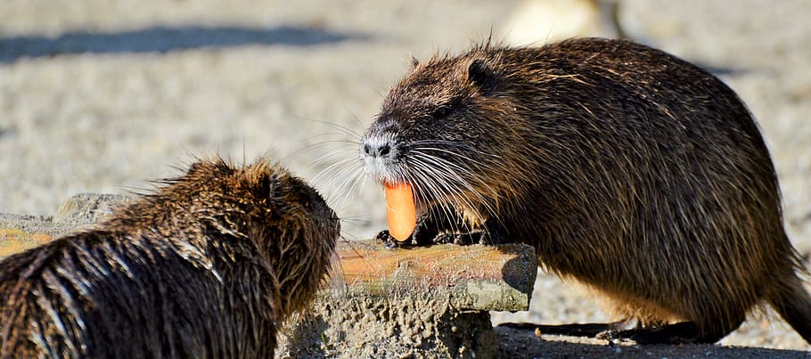 two brown rodents, nutria, rodent, water rat, species of rodent, waters, animal, nager, water, sun