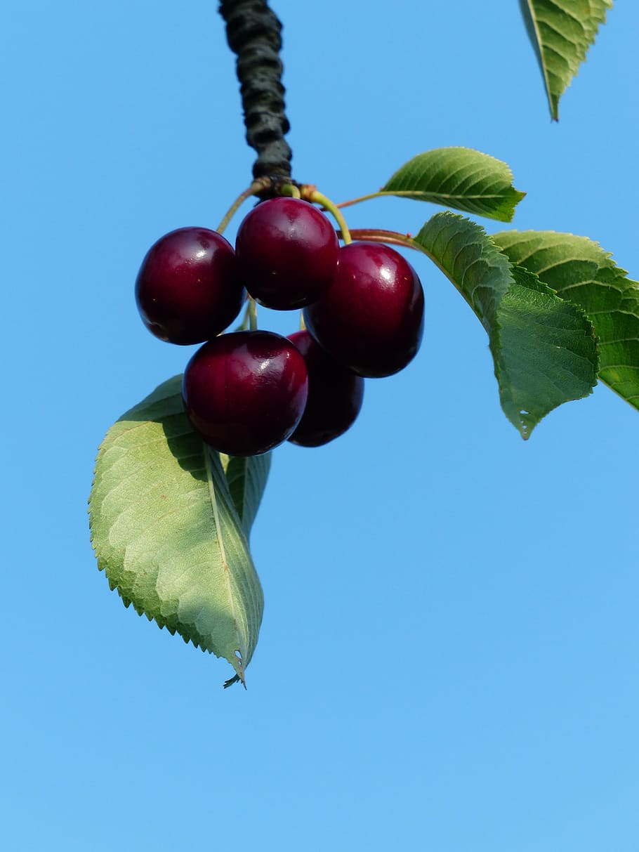 cherry, sweet cherry, red, fruit, healthy, leaves, branch, summer, delicious, fruity