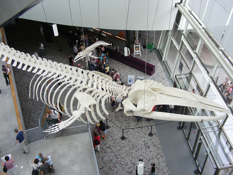 stralsund, ozeaneum, whale skeleton, entrance hall, large group of people, crowd, high angle view, group of people, real people, architecture