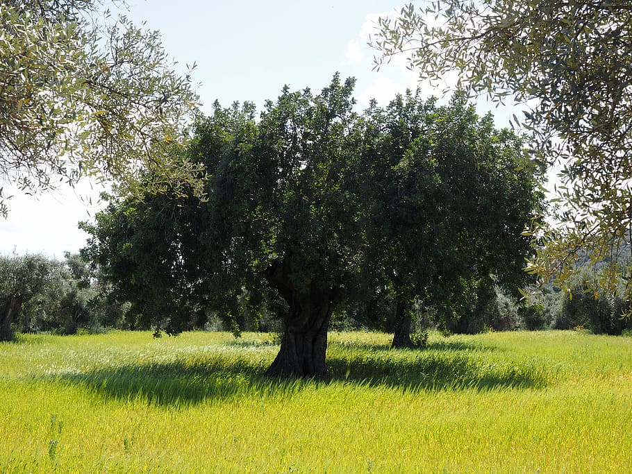 view, tree, day time, olive tree, olive plantation, plantation, olive garden, olive grove, planting, olive planting