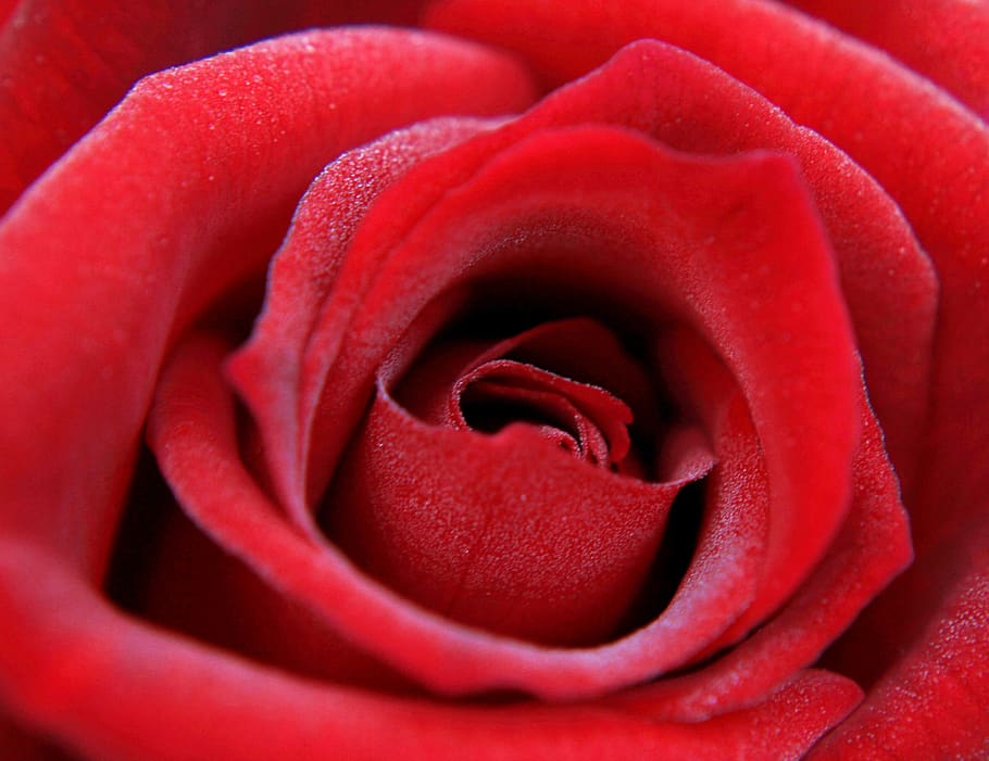 red rose, rose, feeling, passion, flower, rose blooms, roses, love, burgundy, background