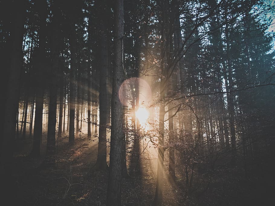 nature, landscape, trees, forest, sun, solar, flares, sunlight, leaves, branches