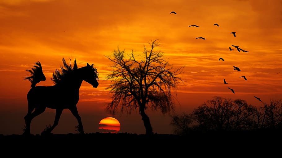 silhouette, horse, bare, tree, golden, hour, arab, sunset, wood, shrubs
