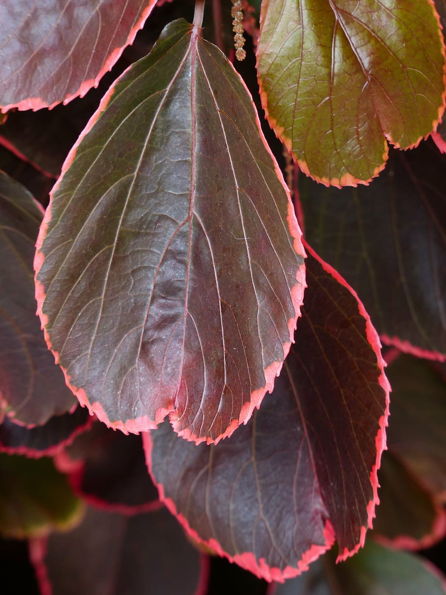 bush, leaves, red, wine red, reddish, acalypha wilkesiana, rimmed, outlined in red, outline, buntlaubig