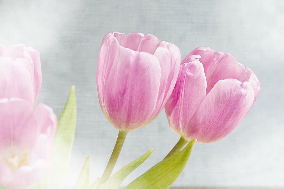 ピンク 花びらの花の絵 花 チューリップ ピンクの花 柔らかい ロマンチック 春の花 切り花 花びら Pxfuel