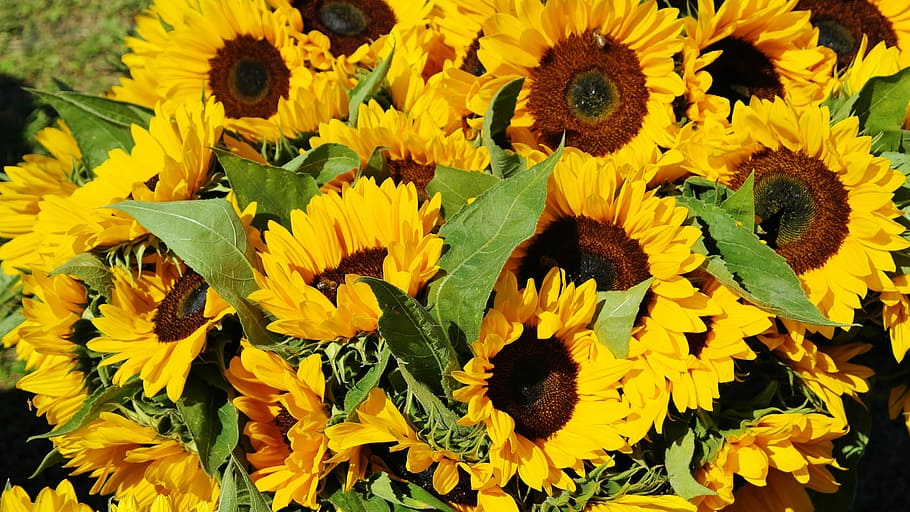 bunga matahari, pengatur waktu siang hari, bidang bunga matahari, karangan bunga, flora, bidang, bunga, pertanian, kuning, hijau