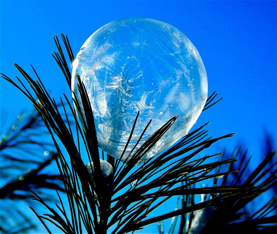 bubble, frozen, ice, pine, sphere, icy, plant, sky, blue, nature