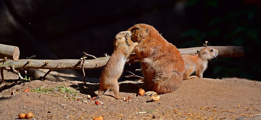 prairie dog, animal, rodents, sweet, curious, small, animal world, eat, wildlife photography, small animals