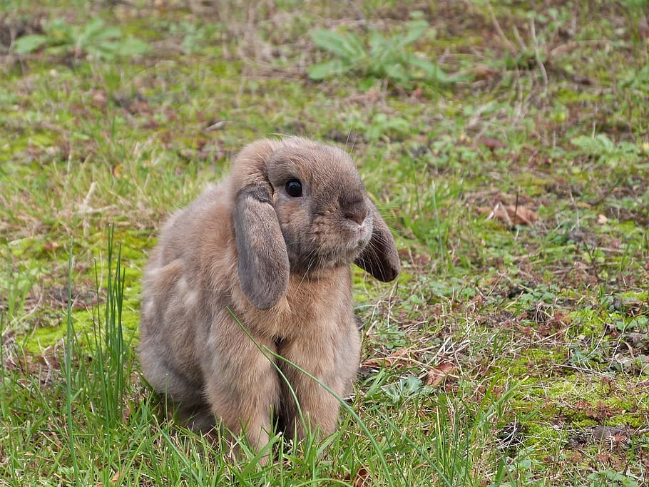 brown, rabbit, green, grass, lop, ears, bunny, hare, nature, cute