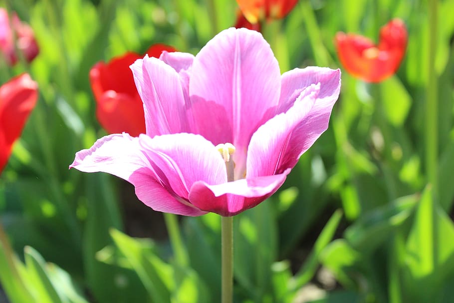 tulipán, naturaleza, primavera, flores, planta, tulipanes, floración, pétalo, flora, flores de primavera