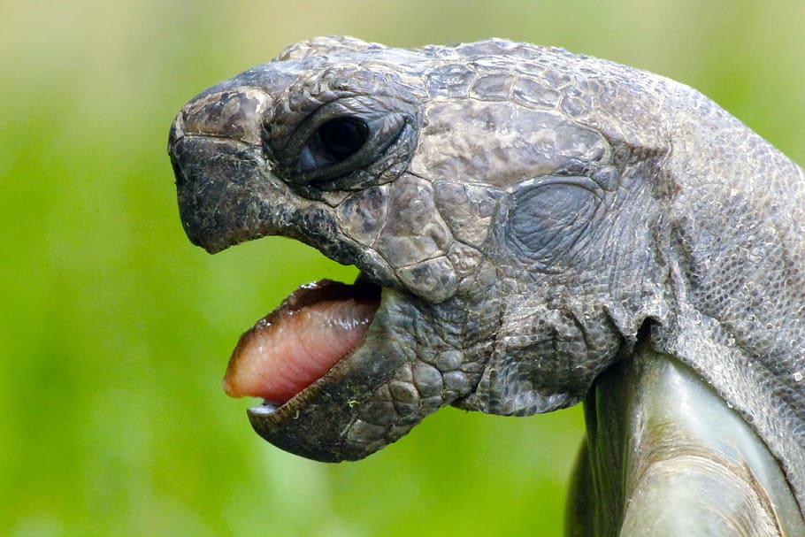 fotografia de close-up, tirando, tartaruga, animal, língua, rosto, animais, réptil, tortie, animais selvagens