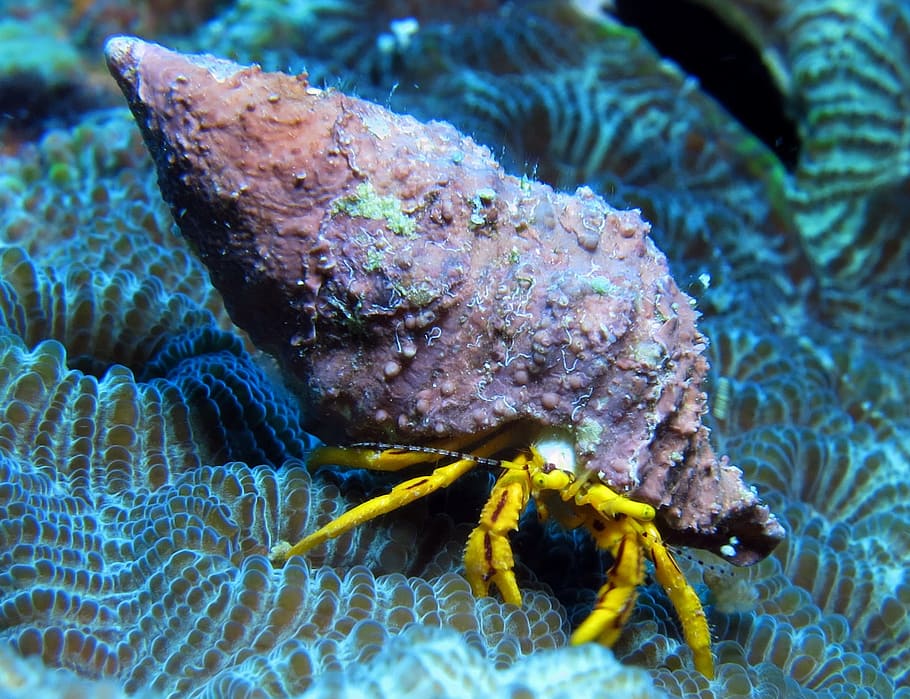 foto close-up, kepiting pertapa, bawah air, makhluk, laut, menyelam, scuba, spesies, alam, hewan