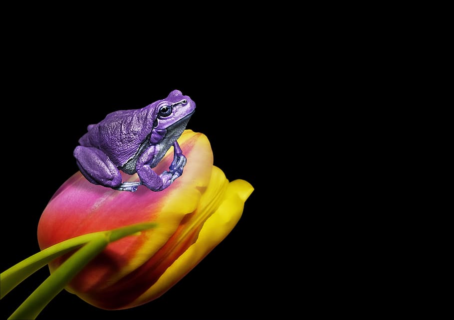 frog, tulip, flower, animal, nature, art, portrait, color, light, pics