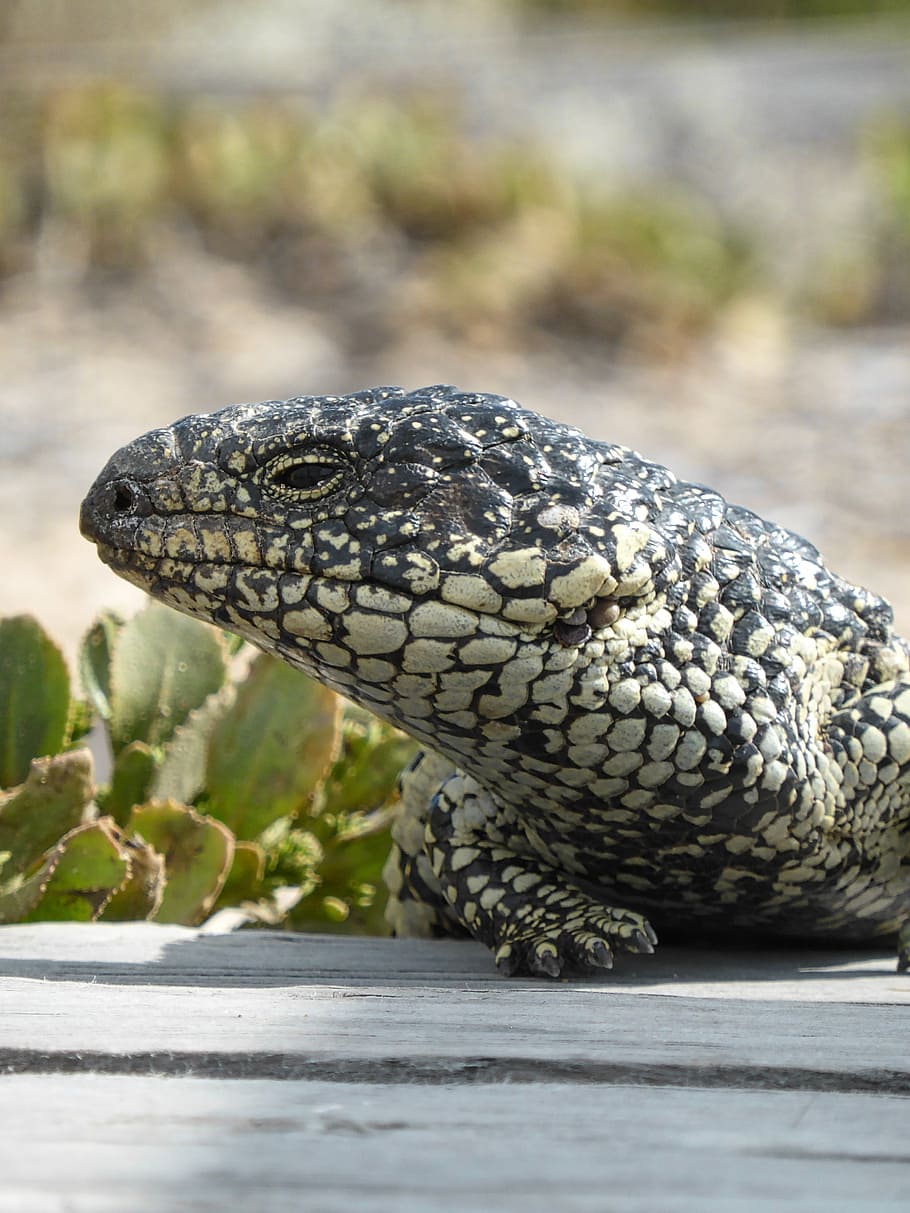 lizard, blue tongue, shingleback, tiliqua rugosa, australian, reptile, wildlife, wild, nature, species