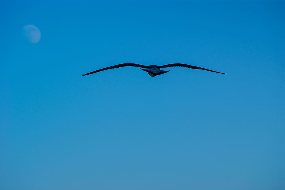 Fundo Pássaro Azul Voando Com As Asas Abertas Até O Teto Fundo