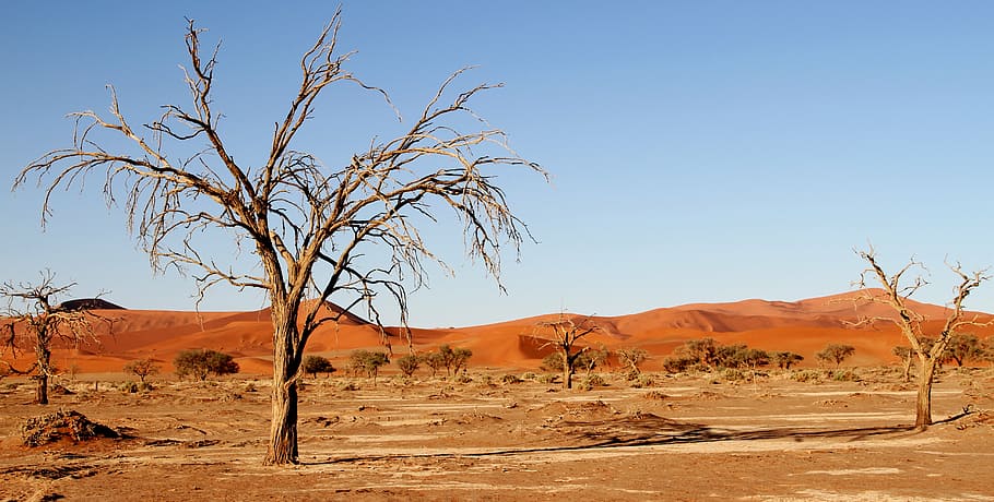 landscape photography, desert, leafless trees, namibia, dunes, africa, sossusvlei, desert landscape, soussousvlie, dry