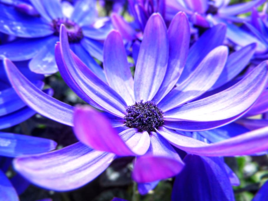 Blossom, Bloom, Blue, Spring, blue, spring, wild flower, flower, nature, spring flower, blue star