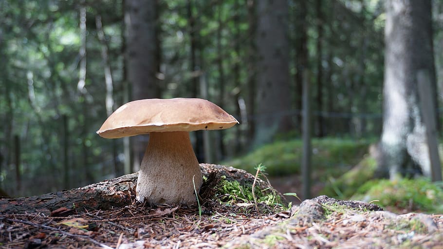 shallow, focus photography, mushroom, grzyb, ceps, porcini, boletus edulis, fungus, forest, tree