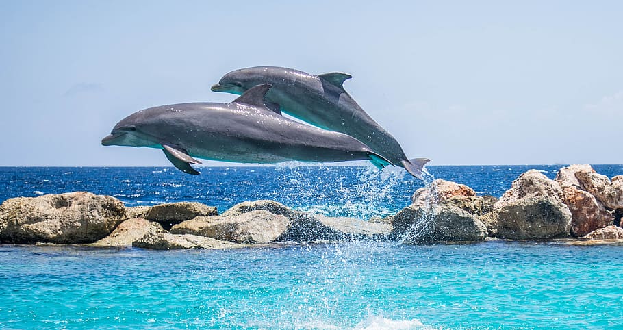 dos, gris, delfines, agua, luz del día, acuario, saltos, peces, animales, océano