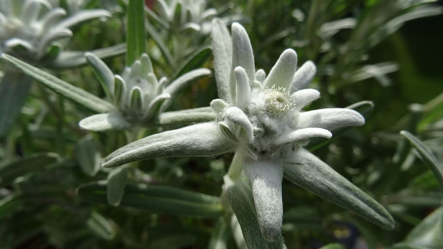 edelweiss, leontopodium microdochium, allgäu, bavaria, plant, growth, close-up, nature, green color, beauty in nature