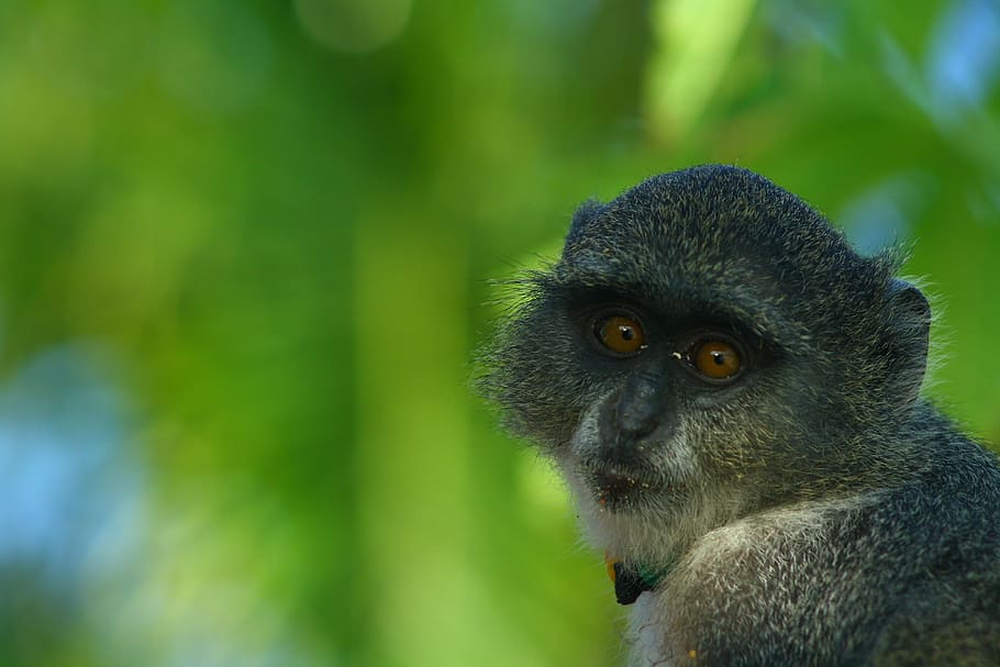 zanzibar, monkey, green, animal, wildlife, mammal, nature, primate, animals In The Wild, forest