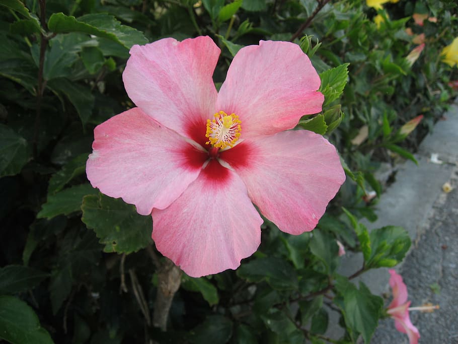 hibiscus, ishigaki island, outlying islands, pink, flowers, green, large, asahi, shines, okinawa