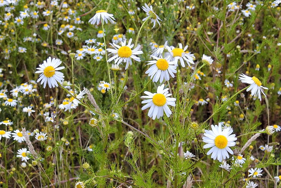 chamomile, chamomile blossoms, medicinal herbs, medicinal plant, roadside, edge of field, flowering plant, flower, plant, freshness