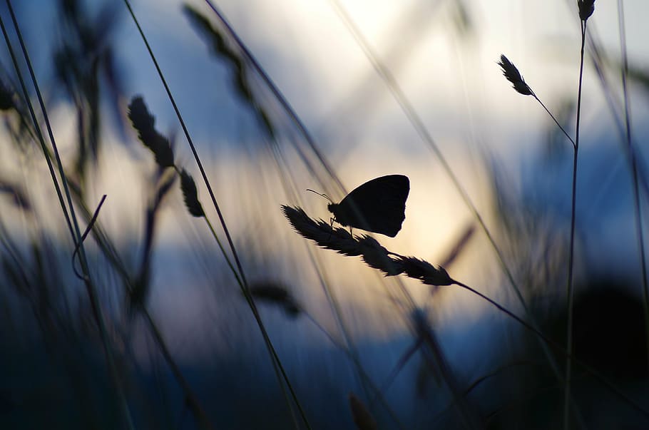silhouette photo, wheat, sunset, butterfly, against the light, bollenberg, nature, outdoors, silhouette, animal