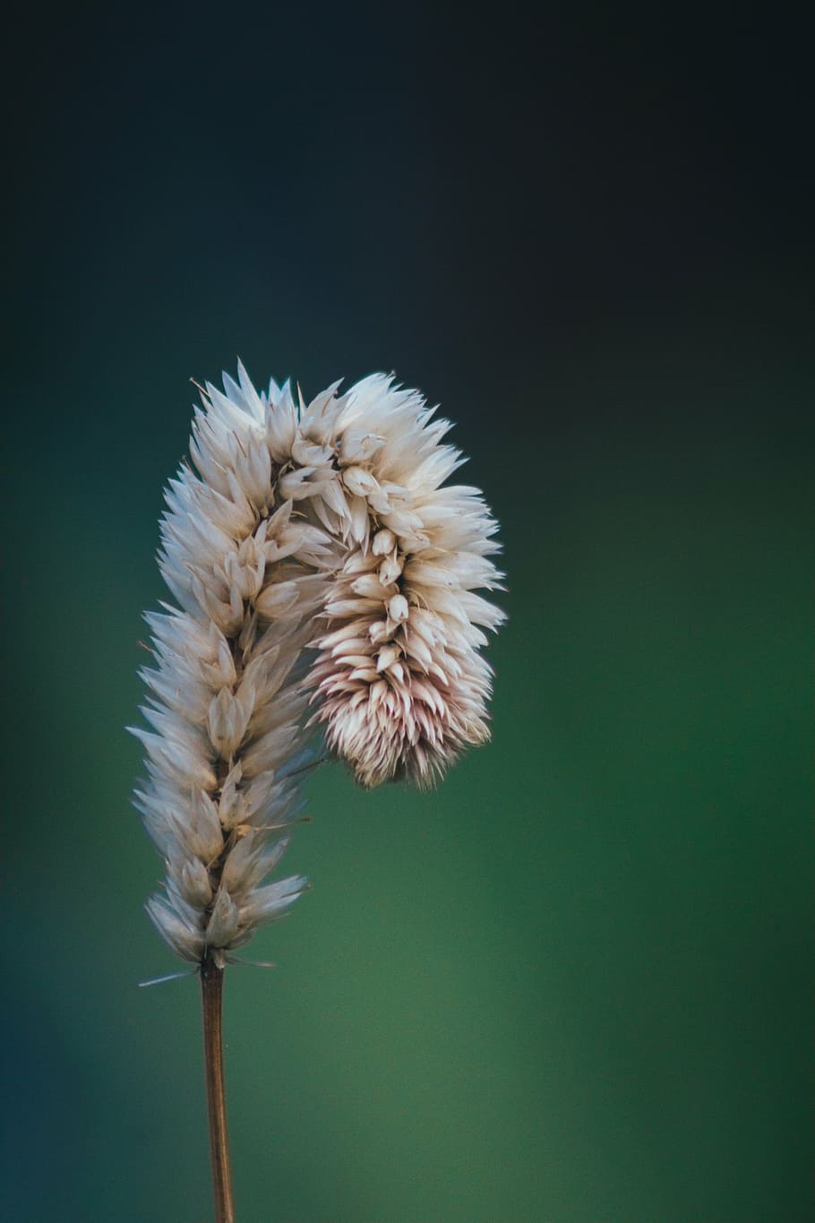 selective, focus photo, white, grass, focus, photography, flower, bud, plant, nature