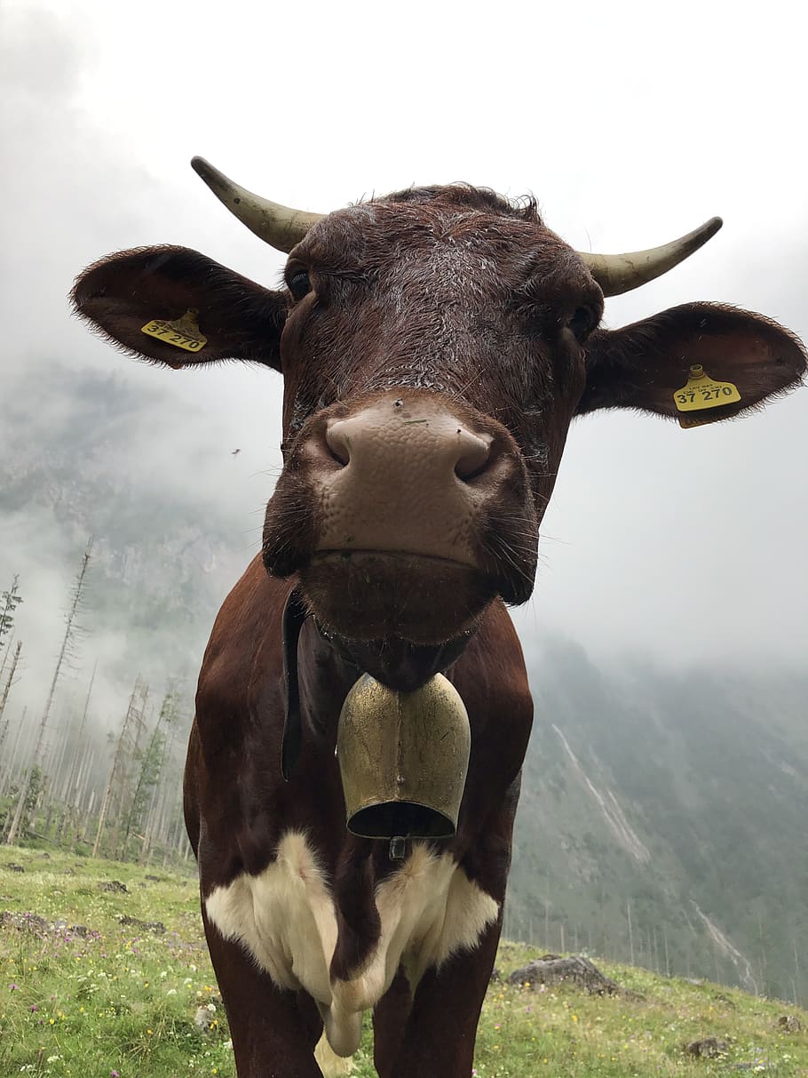 cow, animal, nature, allgäu, grass, head, farm, outside, animal themes, mammal