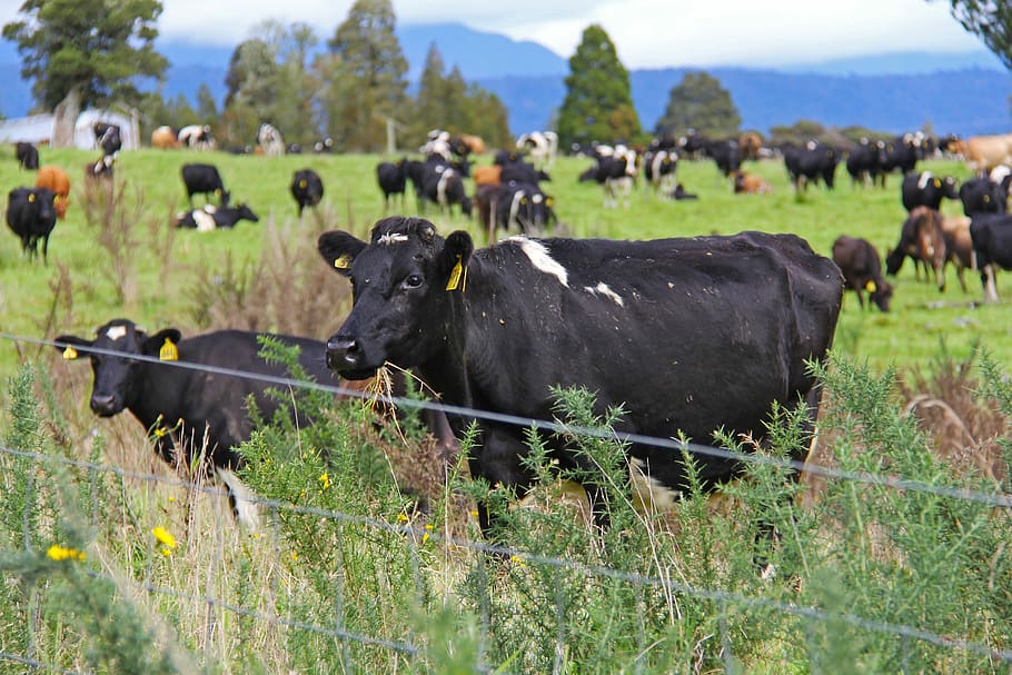 Cow, Farm, State Highway 6, Nature, autumn, beautiful, scenery, hokitika, new zealand, cattle