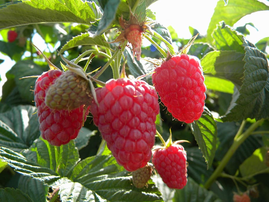 berries, blackberry, fruit, organic, sweet, fig, healthy eating, food and drink, food, red