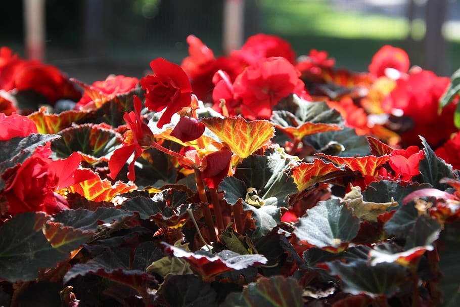 begonias, nature, fire, red, blossoms, flora, summer, bloom, color, colorful